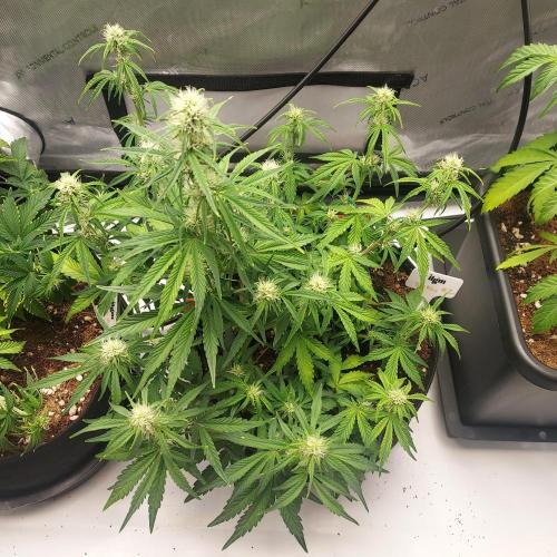 Zkittlez (#1) Auto - Taste the Rainbow. Week 6 - Week - Day 38 - Beautiful Bush