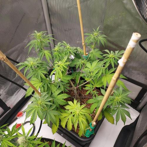 CBG Relief Auto - Pain Relief Hope!. Week 5 - Week 7 - Day 43 - Slight Chlorosis