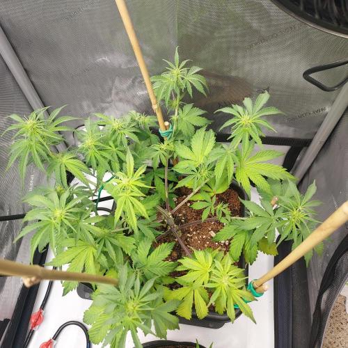 CBG Relief Auto - Pain Relief Hope!. Week 5 - Week 7 - Day 43 - Slight Chlorosis