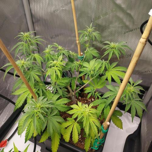 CBG Relief Auto - Pain Relief Hope!. Week 5 - Week 7 - Day 43 - Slight Chlorosis