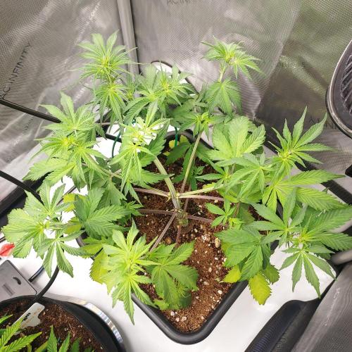 CBG Relief Auto - Pain Relief Hope!. Week 5 - Week 6 - Day 40 - Spread Canopy