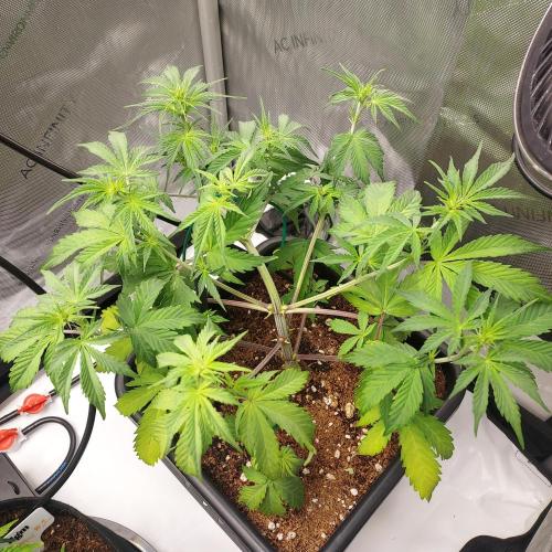 CBG Relief Auto - Pain Relief Hope!. Week 5 - Week 6 - Day 40 - Spread Canopy