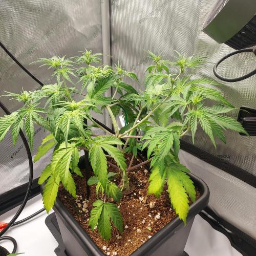 CBG Relief Auto. Week 5