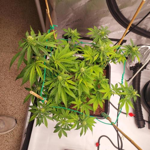 Round #2: Critical Mass CBD Auto. Week 5 - Week 6 - Day 37 - Happy Grower!