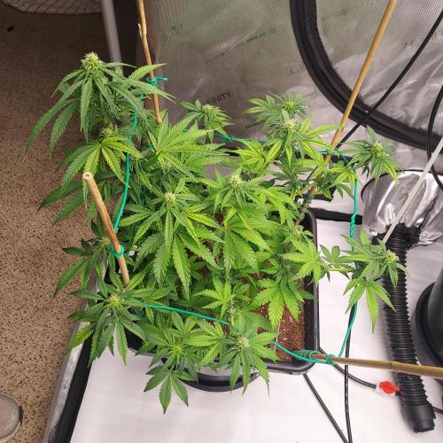 Round #2: Critical Mass CBD Auto. Week 5 - Week 6 - Day 37 - Tops Galore!