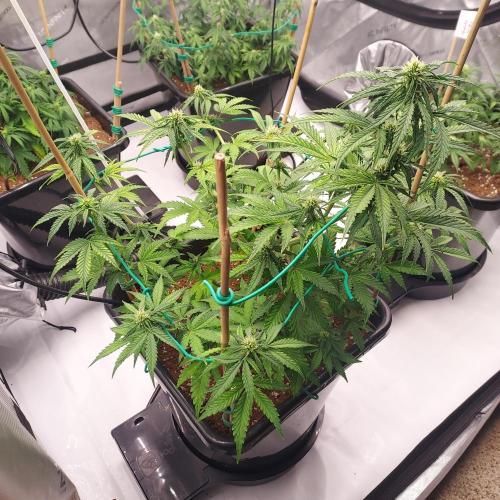 Round #2: Critical Mass CBD Auto. Week 5 - Week 6 - Day 37 - Responding Well to Bio Stimulation