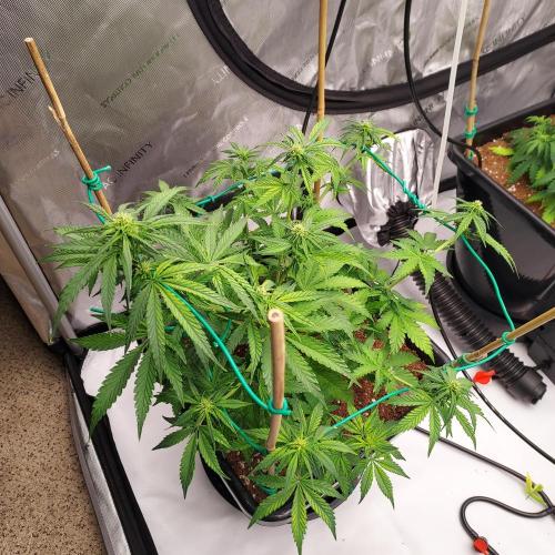 Round #2: Critical Mass CBD Auto. Week 5 - Week 5 - Day 35 - Healthy Green!