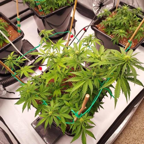 Round #2: Critical Mass CBD Auto. Week 5 - Week 5 - Day 35 - Strong and Getting into Flower