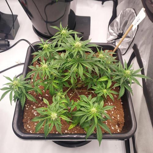 Gelato 41 BX Auto. Week 5 - Week 6 - Day 37 - Perking Back Up!