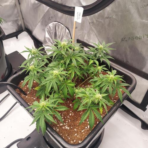 Gelato 41 BX Auto. Week 5 - Week 6 - Day 37 - Perking Back Up!
