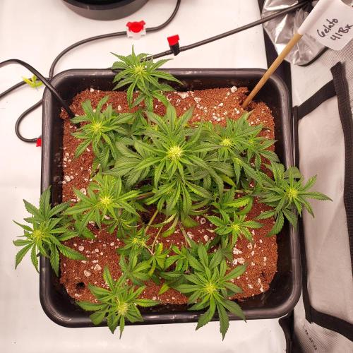 Gelato 41 BX Auto. Week 5 - Week 5 - Day 35 - Top Down