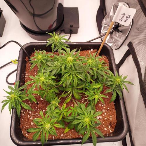 Gelato 41 BX Auto. Week 5 - Week 5 - Day 35 - Open Structure, Maybe Too Early?