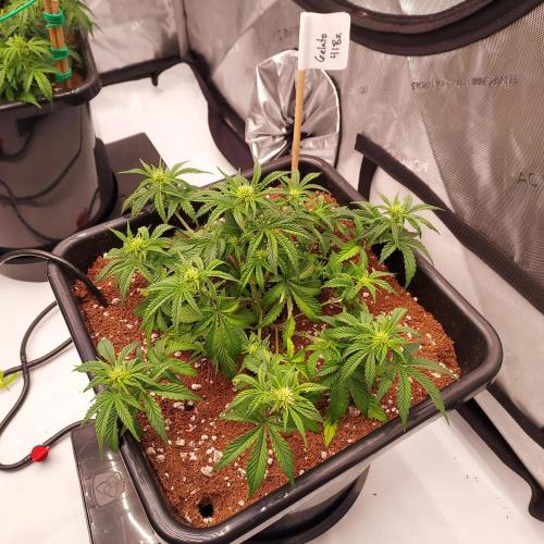 Gelato 41 BX Auto. Week 5 - Week 5 - Day 35 - Looking a Bit Sad, But Flowers Starting