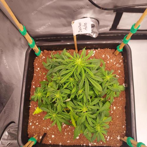 Dos-Si-Dos Auto - Round and Round. Week 5 - Week 6 - Day 37 - Recovery in Action