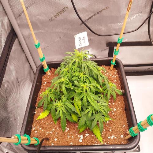 Dos-Si-Dos Auto - Round and Round. Week 5 - Week 5 - Day 35 - Lesson in Single Strains Per Tent