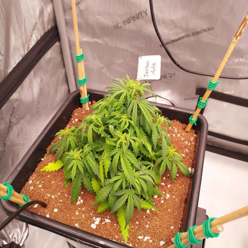 Dos-Si-Dos Auto - Round and Round. Week 5 - Week 5 - Day 35 - Lesson in Single Strains Per Tent