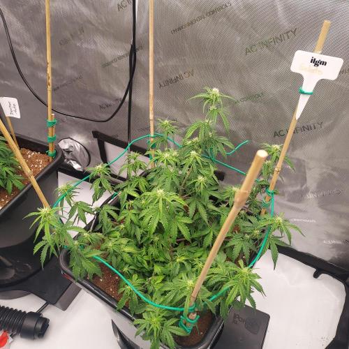 Gelato Auto - I'd Love A Scoop. Week 5 - Week 6 - Day 37 - Lots of Tops = Lots of Hope