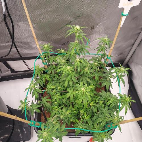 Gelato Auto - I'd Love A Scoop. Week 5 - Week 6 - Day 37 - Lots of Tops = Lots of Hope