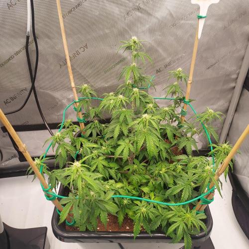 Gelato Auto - I'd Love A Scoop. Week 5 - Week 6 - Day 37 - Lots of Tops = Lots of Hope