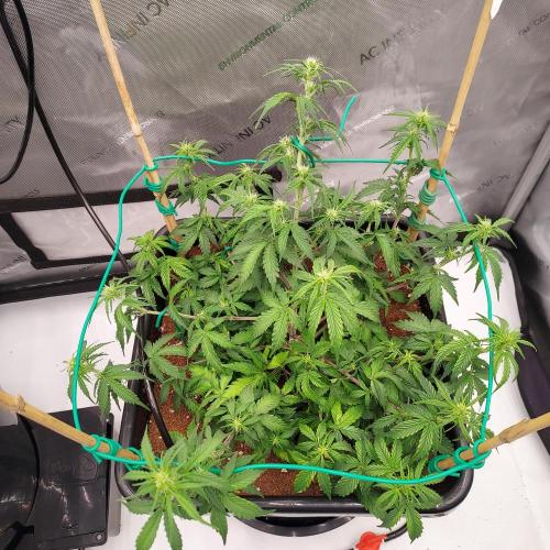 Gelato Auto - I'd Love A Scoop. Week 5 - Week 5 - Day 35 - Bit of Droop