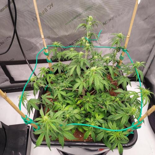 Gelato Auto - I'd Love A Scoop. Week 5 - Week 5 - Day 35 - Bit of Droop