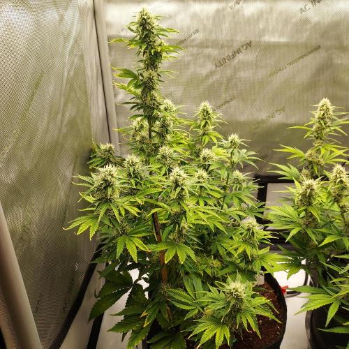 Zkittlez (#2) - Double the Rainbow. Week 7 - Week 8 - Day 52 - Rivendale?