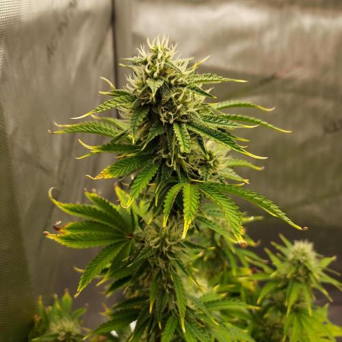 Zkittlez (#2) - Double the Rainbow. Week 7 - Week 8 - Day 52 - I Still Love the Colors