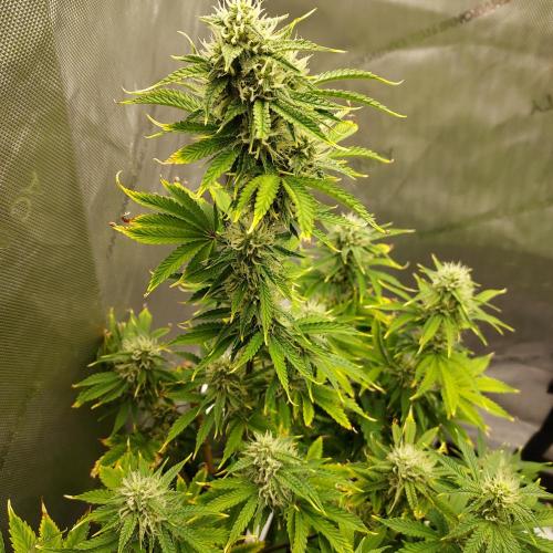 Zkittlez (#2) - Double the Rainbow. Week 7 - Week 8 - Day 52 - Beautiful