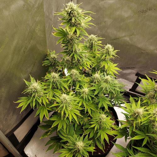 Zkittlez (#2) - Double the Rainbow. Week 7 - Week 7 - Day 49 - Looking Recovered in Full
