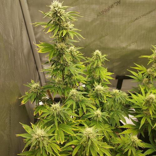 Zkittlez (#2) - Double the Rainbow. Week 7 - Week 7 - Day 49 - Looking Recovered in Full