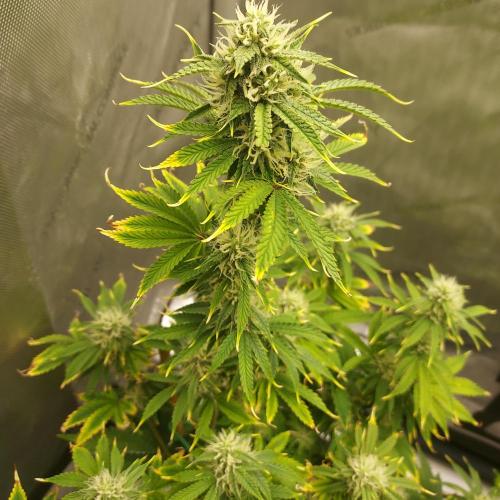 Zkittlez (#2) - Double the Rainbow. Week 7 - Week 7 - Day 49 - Looking Recovered in Full
