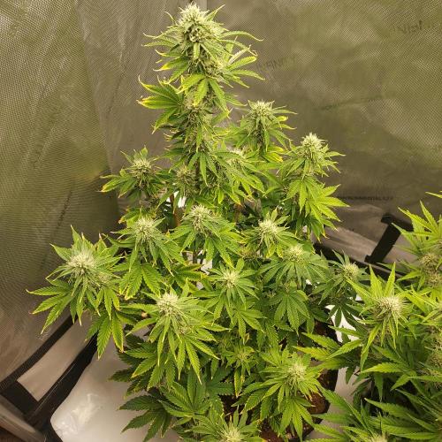 Zkittlez (#2) - Double the Rainbow. Week 7 - Week 7 - Day 49