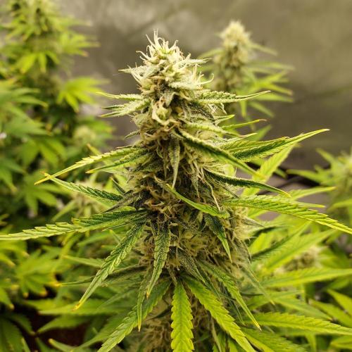 Zkittlez (#1) Auto - Taste the Rainbow. Week 7 - Week 8 - Day 52 - Going to be Thick