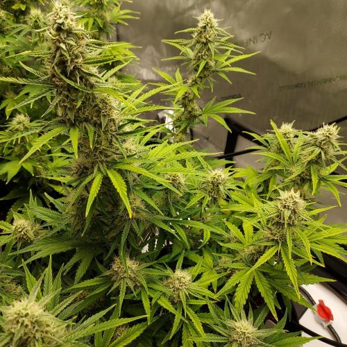 Zkittlez (#1) Auto - Taste the Rainbow. Week 7 - Week 8 - Day 52 - Solid Canopy!