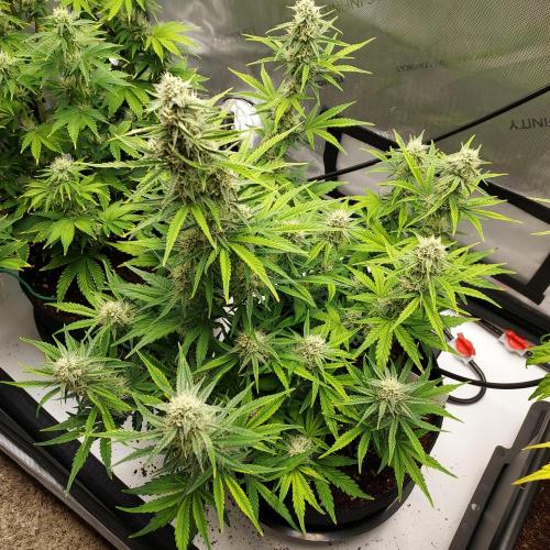 Zkittlez (#1) Auto - Taste the Rainbow. Week 7 - Week 8 - Day 52 - She's a Beauty!