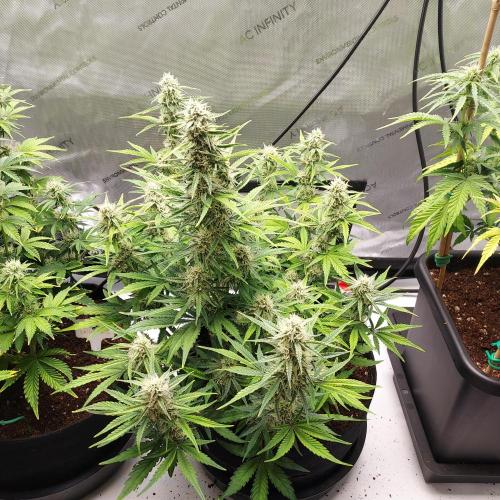 Zkittlez (#1) Auto - Taste the Rainbow. Week 7 - Week 8 - Day 52 - Lovely Spread