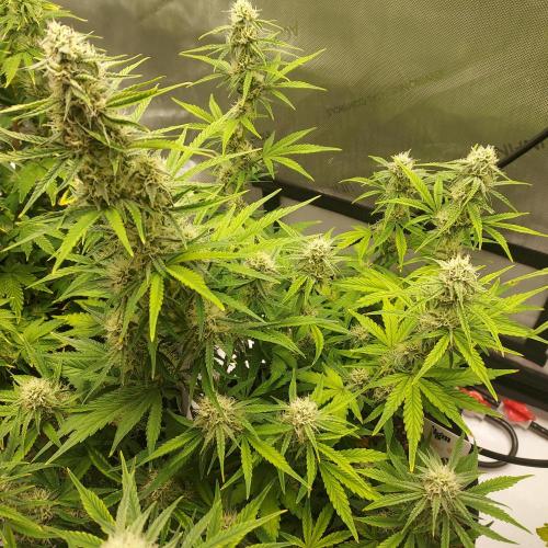 Zkittlez (#1) Auto - Taste the Rainbow. Week 7