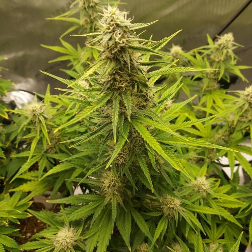 Zkittlez (#1) Auto - Taste the Rainbow. Week 7 - Week 7 - Day 49 - Great Going Thus Far