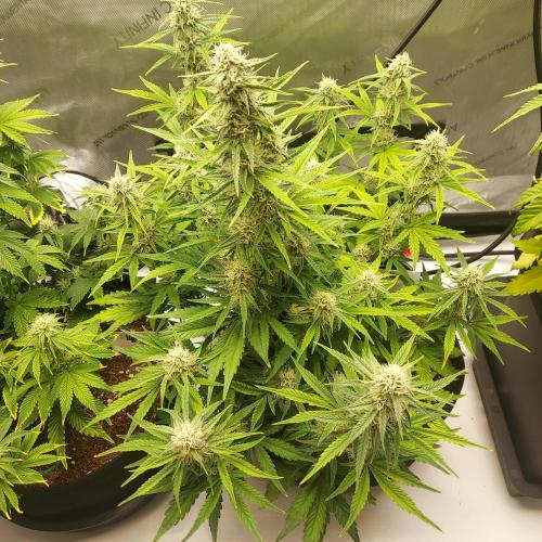 Zkittlez (#1) Auto - Taste the Rainbow. Week 7 - Week 7 - Day 49 - Nothing Wrong With That!
