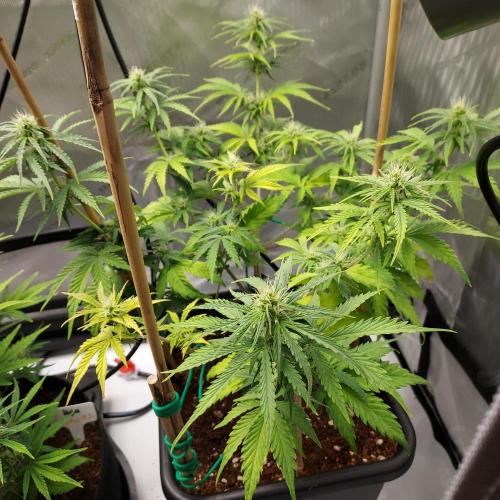 CBG Relief Auto - Pain Relief Hope!. Week 6 - Week 7 - Day 44 - Recovered