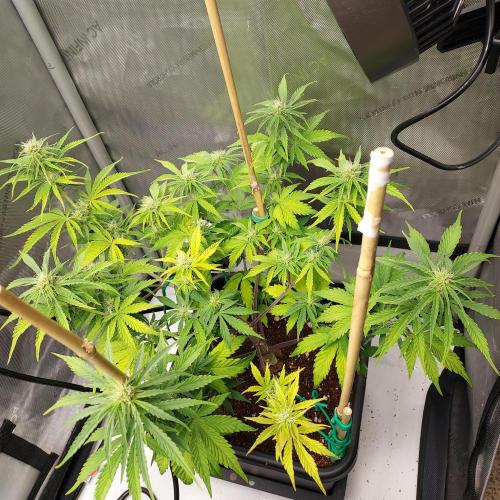 CBG Relief Auto - Pain Relief Hope!. Week 6 - Week 7 - Day 44 - So Many Tops