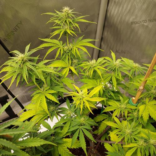 CBG Relief Auto - Pain Relief Hope!. Week 6 - Week 7 - Day 44 - Looking Happy