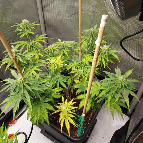 CBG Relief Auto - Pain Relief Hope!. Week 6 - Week 7 - Day 44