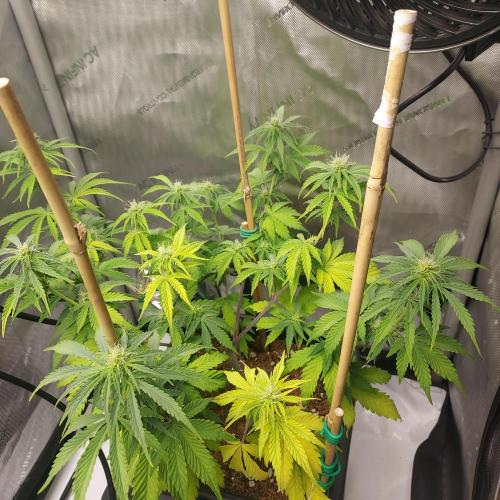 CBG Relief Auto - Pain Relief Hope!. Week 6 - Week 7 - Day 42