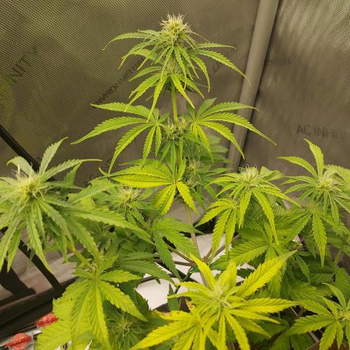 CBG Relief Auto - Pain Relief Hope!. Week 6 - Week 7 - Day 42 - Happy