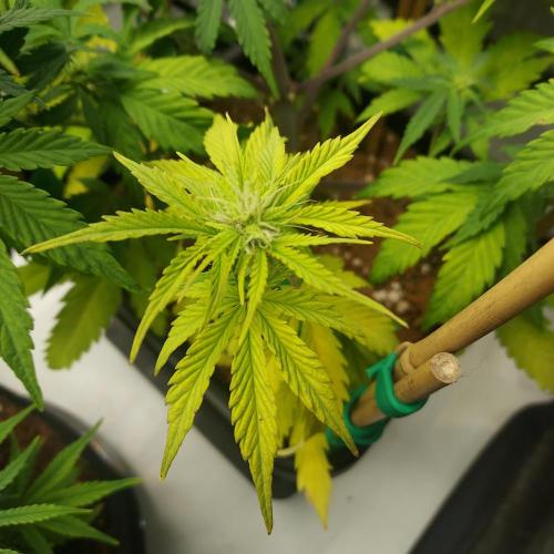 CBG Relief Auto - Pain Relief Hope!. Week 6 - Week 7 - Day 42 - Coming Back
