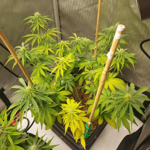 CBG Relief Auto. Week 6