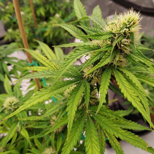 Round #2: Critical Mass CBD Auto. Week 6 - Week 7 - Day 43 - Solid Nugs at Day 43, But Early Hair Browning Is Interesting