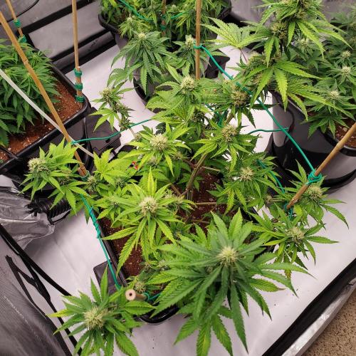 Round #2: Critical Mass CBD Auto. Week 6 - Week 7 - Day 43 - Some Chlorosis, Will Up CalMag