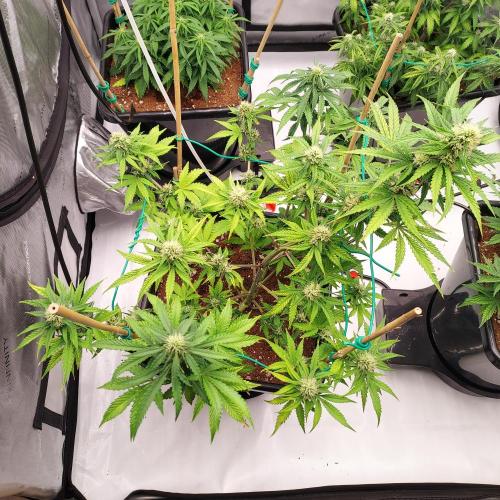 Round #2: Critical Mass CBD Auto. Week 6 - Week 7 - Day 43 - Not Bad, But Some Signs of Something Going On